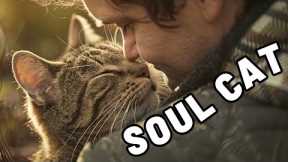 UNEXPECTED: 7 Signs You Have a Soul Cat (Happens Very Rarely!)