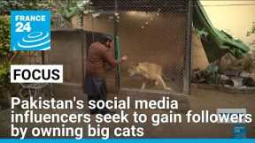 Pakistan's social media influencers seek to gain followers by owning big cats • FRANCE 24 English