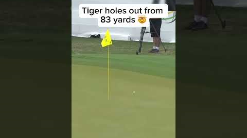 Beautiful hole out from Tiger #golf #shorts