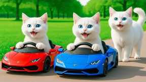 Mama Cat Trims Fur on the Farm and Makes Tiger Hat For Kittens At Home🐾🎩🐯